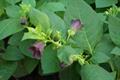 Atropa belladonna L.